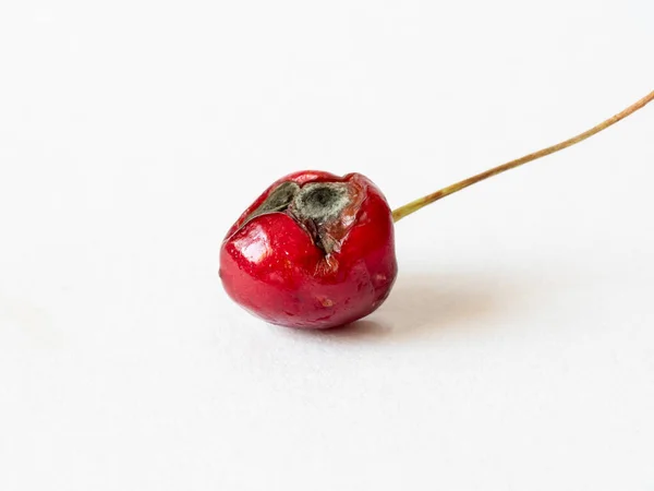 Cherry Rot Isolated White Background Просроченные Фрукты Глина Испорченная Пища — стоковое фото