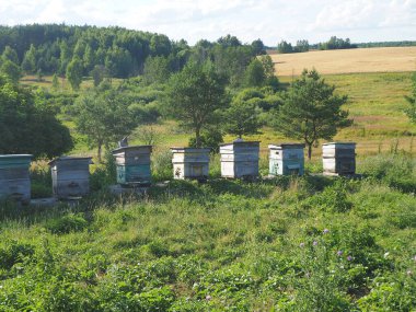 Arı kovanları yazın kırsalda yeşil bir çayırda durur.