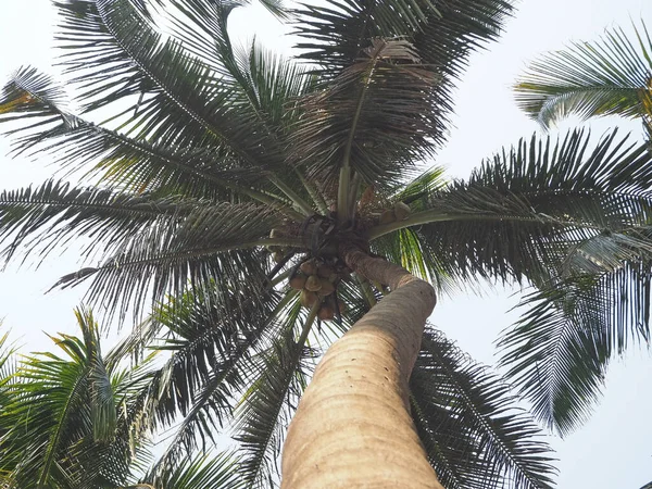 Vista Coqueiro Baixo Para Cima Conceito Férias Lugares Tropicais — Fotografia de Stock