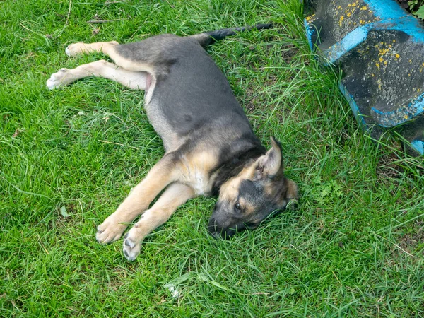 sad puppy lying on the green grass on a Sunny day in summer