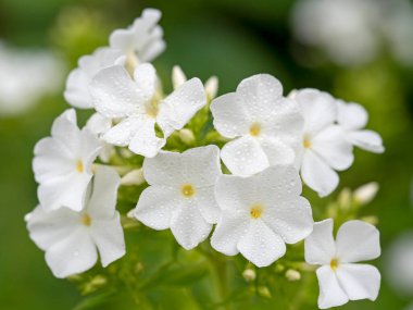 Plox 'un beyaz alev çiçekleri. Çiçekli bahçe fenomeni, uzun ömürlü ya da yaz fenomeni güneşli bir günde bahçede. Kapatın.