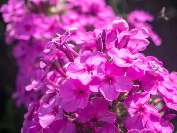 フロックスの紫色の炎の花 晴れた日に庭の開花庭のPhlox 多年生または夏のPhloxを閉じます — ストック写真