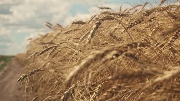Woman Farmer Goes Runs Her Hand Ears Ripe Wheat Field — Stock Video