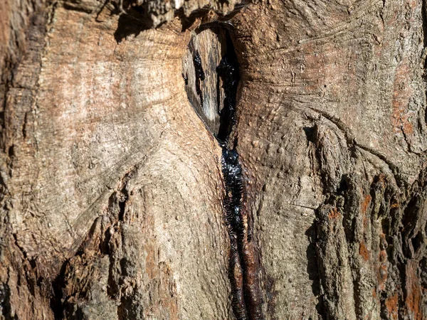 木の割れ目から流れる樹脂の閉じ込め — ストック写真