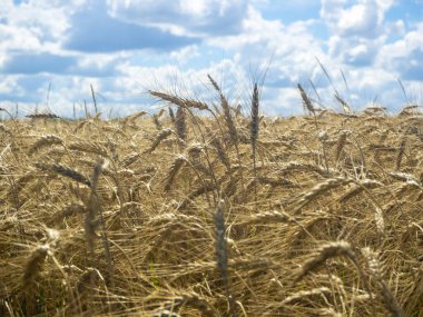 Güneşli bir günde olgun buğday tarlası. Mavi gökyüzü onun üzerinde.