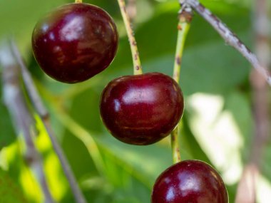Bir dala birkaç kirazlı böğürtlen asılmış. Kapat.