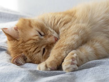 Gri bir battaniyenin üzerinde uyuyan tatlı kırmızı kedi. Uyuyan hayvan
