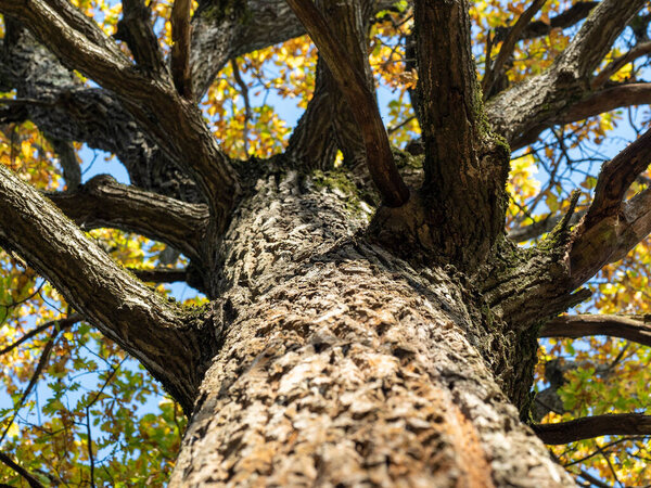 Низкий угол обзора осеннего дерева, селективный фокус