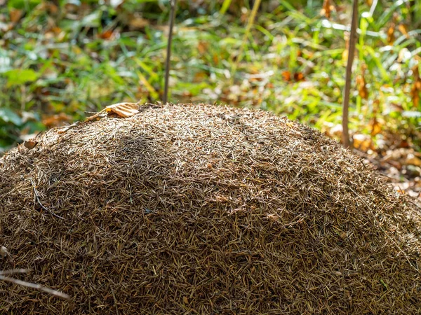 Close Van Mierennest Grote Mierenheuvel Het Zomerwoud — Stockfoto