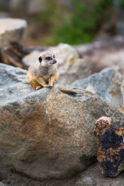 Surikata sosyal hayvanlardır ve gruplar halinde yaşamak
