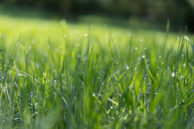 Taze yeşil çim su ile güneş ışığı kiriş arka plan üzerinde bırakır. Yumuşak odak