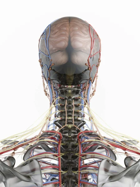 Human Body Systems. Image of man on gray background