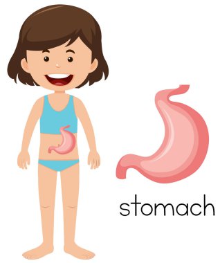 Bir çizgi film insan mide illüstrasyon