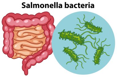 Salmonella bakteri illüstrasyon büyütülmüş hücreleri