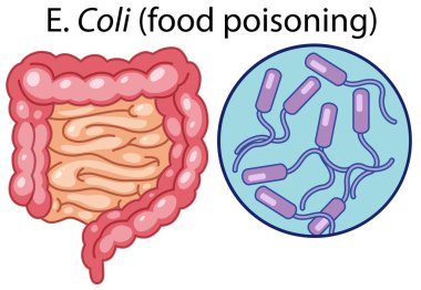 E Coli bakteri vektör çizim