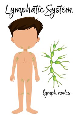 Lenfatik sistem illüstrasyon yerleşimini çocukla