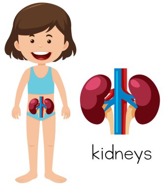 Genç kız böbrekler çizim ile