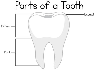 Bir diş örnek parçaları