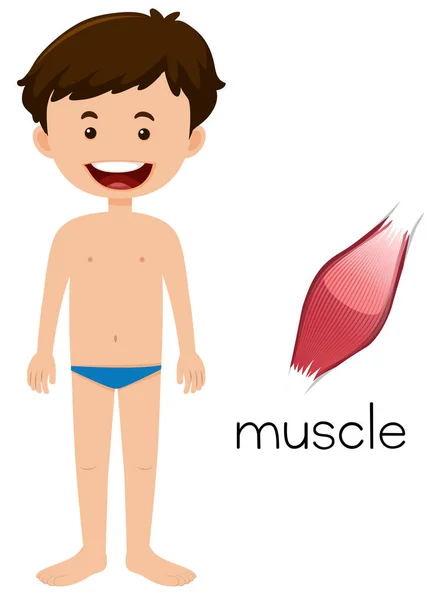 Tecknad Mänsklig Muskel Illustration — Stock vektor