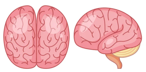 Vista Superiore Laterale Dell Illustrazione Cerebrale — Vettoriale Stock