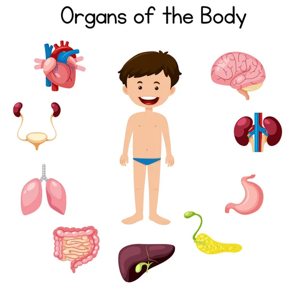 Organs Boy Illustration — Stock Vector