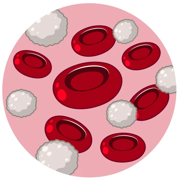 Rote Und Weiße Blutkörperchen Illustration — Stockvektor