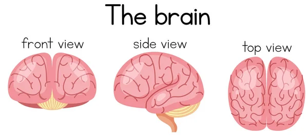 Cerebro Diferentes Sideas Ilustración — Archivo Imágenes Vectoriales