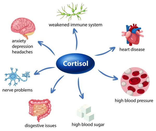 Ruolo Del Cortisolo Nel Diagramma Del Corpo Illustrazione — Vettoriale Stock