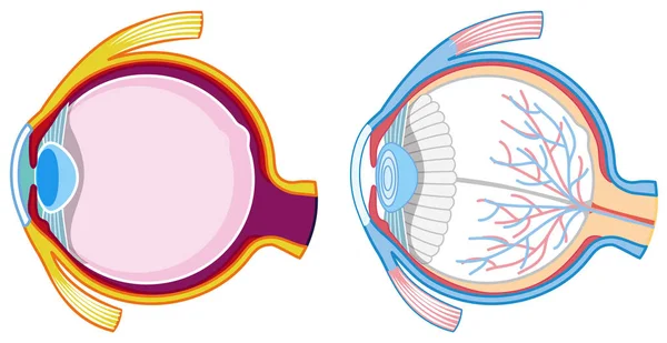 Ojos Humanos Sobre Fondo Blanco Ilustración — Vector de stock