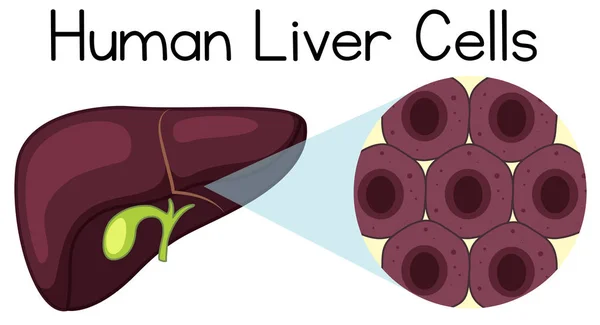 人肝脏的放大细胞例证 — 图库矢量图片