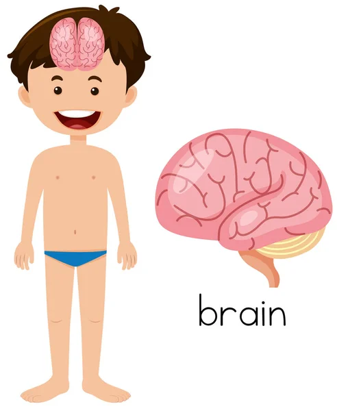 Niño Con Ilustración Colocación Del Cerebro — Archivo Imágenes Vectoriales