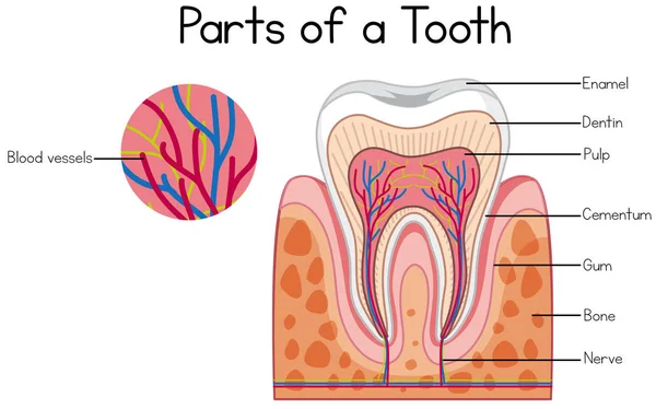 歯の図の部分 — ストックベクタ