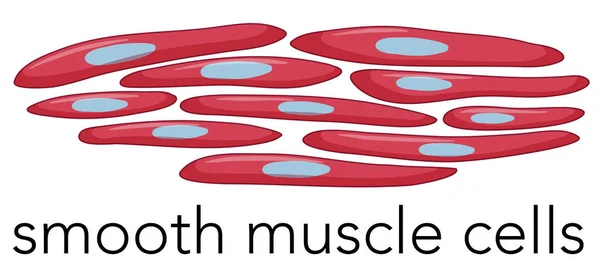 Afbeelding Van Gladde Spieren Cellen Illustratie — Stockvector