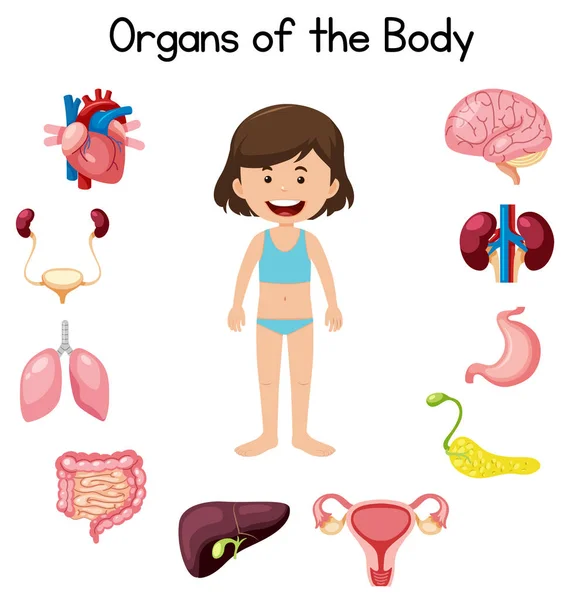 Organs Body Illustration — Stock Vector