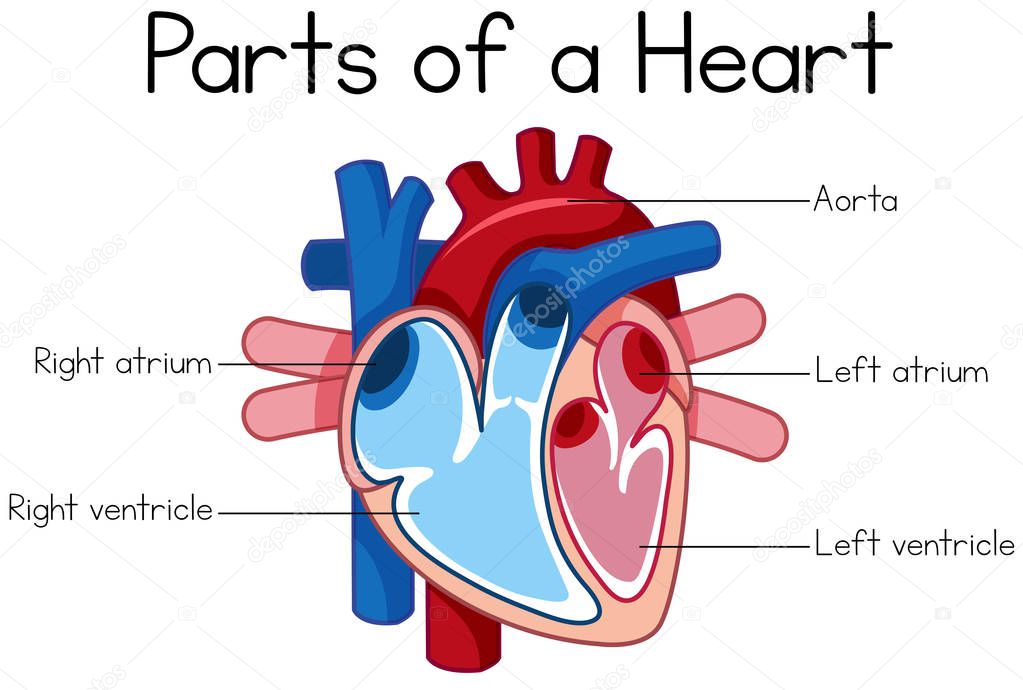 parts of heart diagram illustration