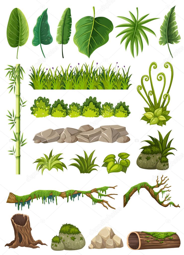 Set of various jungle objects illustration