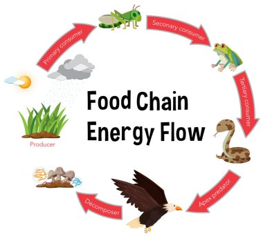 Food chain energy flow diagram illustration clipart