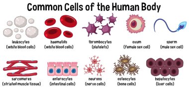 Common cells of the human body  illustration clipart