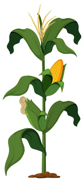 Corn Plant Pada Gambar Latar Belakang Putih - Stok Vektor