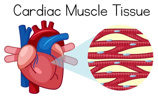 Illustrazione Tessuto Muscolare Cardiaco Umano — Vettoriale Stock