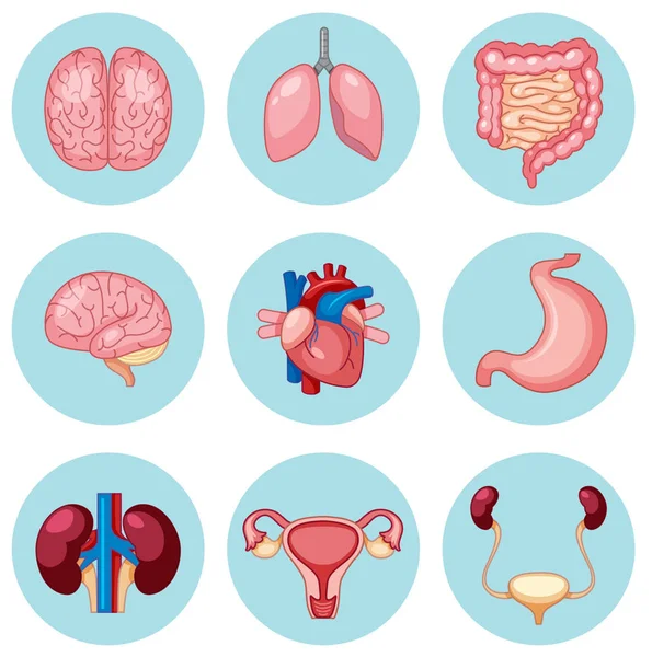 Set Human Organs Illustration — Stock Vector