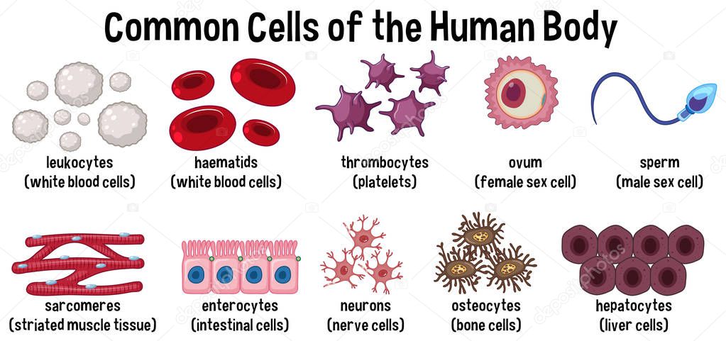 Common cells of the human body  illustration