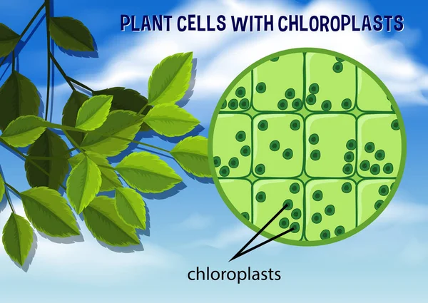 Células Vegetais Com Ilustração Cloroplastos — Vetor de Stock