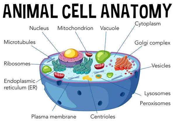 Diagrama Anatomía Células Animales Ilustración — Vector de stock
