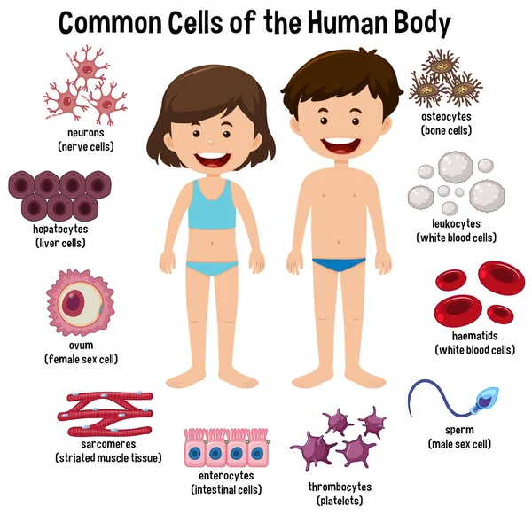 Gemeinsame Zellen Des Menschlichen Körpers Abbildung — Stockvektor