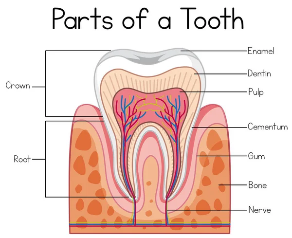 ヒトの歯のイラストの部分 — ストックベクタ