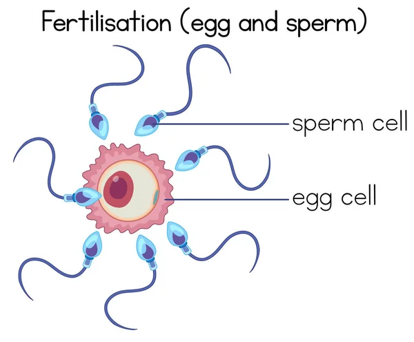 受精卵と精子の図の — ストックベクタ