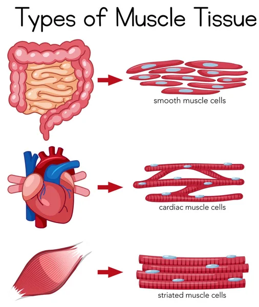 Tipos Ilustração Tecido Muscular — Vetor de Stock