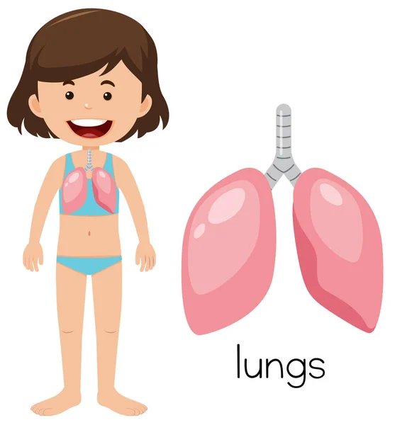人間の肺の漫画イラスト — ストックベクタ
