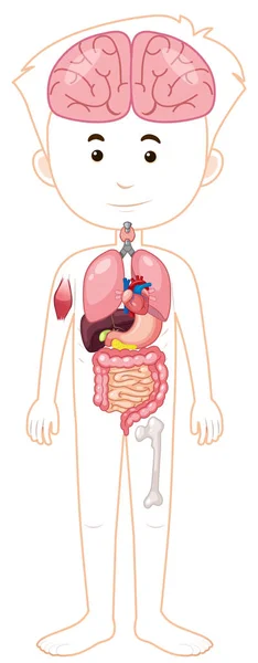 Cuerpo Humano Una Ilustración Órganos — Vector de stock